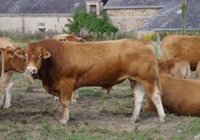 Taureau 44